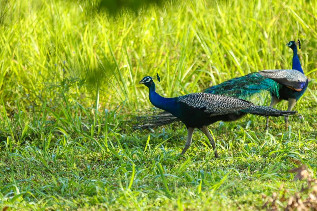 Kaveri Resort Sigiriya Buitenkant foto